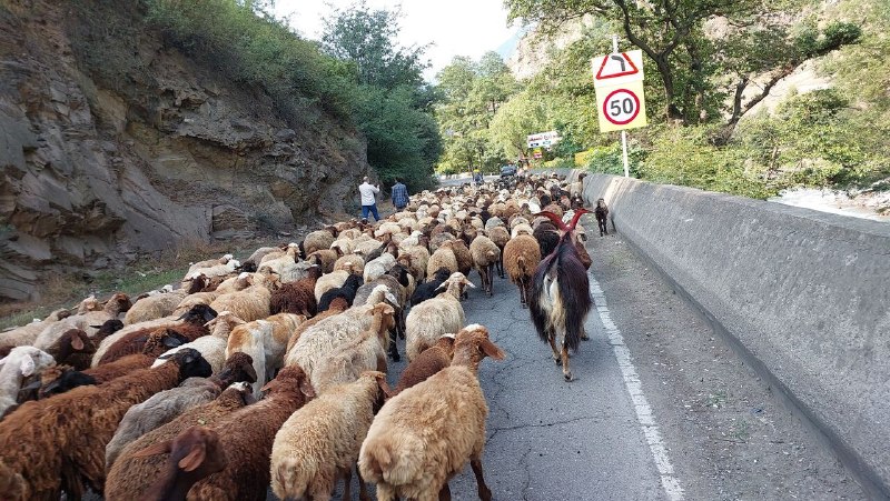 انسداد موقت جاده چالوس برای عبور احشام این محور از ساعت ۰۶:٠٠ تا ۲۱:٠٠ دوشنبه ۲۷